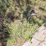 Dianthus pungens Habitus