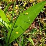 Maianthemum trifolium Vaisius