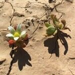 Androsace maxima Fula