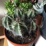 Echinocereus coccineus Leaf