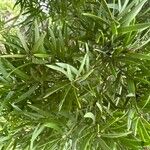 Afrocarpus falcatus Лист