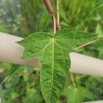 Hibiscus laevis Lehti