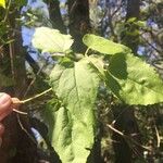 Croton megalobotrys Leaf