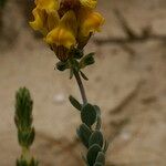 Linaria polygalifolia Kita