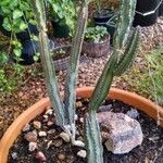 Peniocereus greggii Blatt