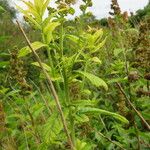 Spiraea salicifolia Blad