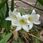 Crinum latifolium Flor