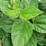 Thunbergia battiscombei Leaf