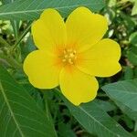 Ludwigia grandiflora Fula