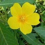 Ludwigia grandiflora Flower