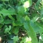 Quercus fusiformis Hoja