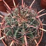 Ferocactus latispinus Blad