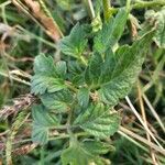 Solanum rostratum Blatt