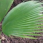 Pritchardia pacifica Leaf