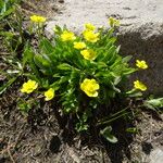 Ranunculus alismifolius Habit