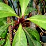 Fuchsia arborescens Hoja