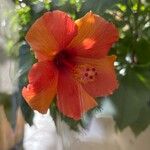 Hibiscus moscheutos Квітка