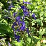 Veronica austriaca Blomst