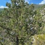Juniperus thurifera Habitus