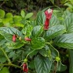 Centropogon cornutus Flower