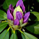 Rhododendron ponticum Kvet