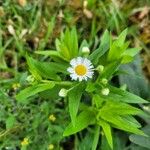 Erigeron strigosusCvet