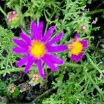 Senecio elegans Flower