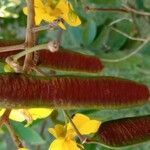 Senna silvestris Fruto