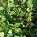 Potentilla sterilis Frunză