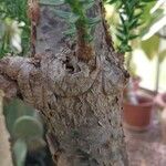 Araucaria laubenfelsii Corteza
