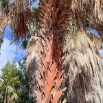 Sabal palmetto Агульны выгляд