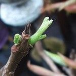 Jacaranda mimosifolia Blad