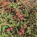 Indigofera volkensii Flors