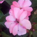 Impatiens walleriana 花