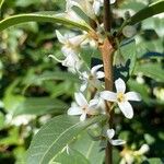 Osmanthus decorus Blüte