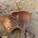 Attalea maripa Fruto