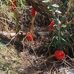 Arum italicum Vivejo