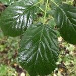 Rubus gratus Blad