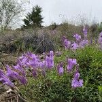 Penstemon davidsonii Habitus