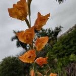 Gladiolus dalenii Floare