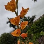 Gladiolus dalenii Blomst