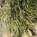 Ephedra viridis Leaf