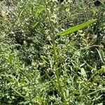 Atriplex patula Leaf