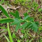 Euphorbia corollata Лист