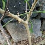 Capsicum baccatum Bark