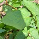 Rubus polonicus Leaf