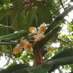 Calophyllum inophyllum Flor