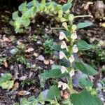 Scutellaria albida 花
