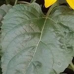 Helianthus giganteus Leaf