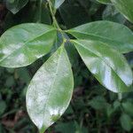 Psidium cattleianum List